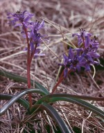 Scilla bifolia