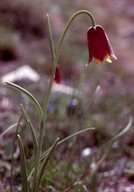 Fritillaria sp.