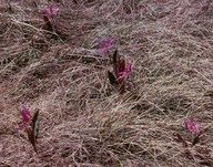 Erythronium dens-canis