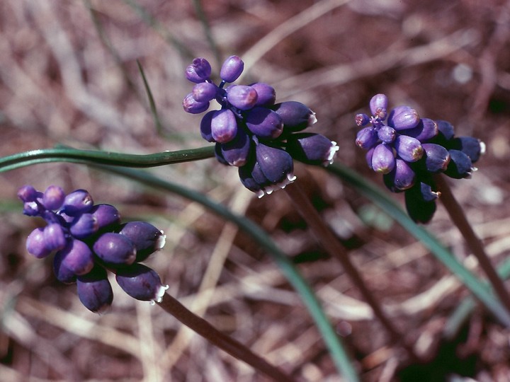 Muscari armeniacum?