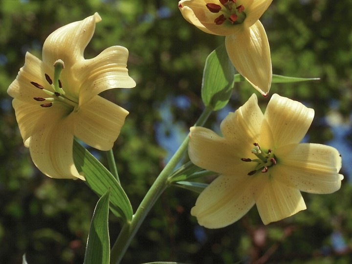 Lilium szovitsianum?