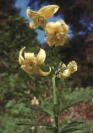 Lilium szovitsianum?