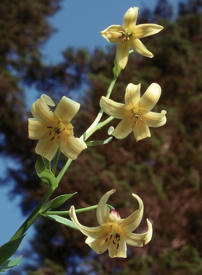 Lilium szovitsianum?