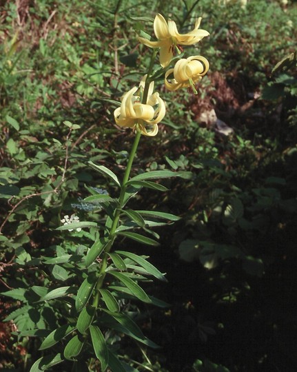 Lilium szovitsianum?