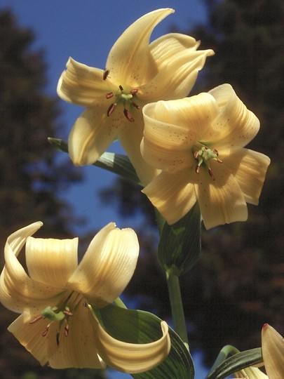 Lilium szovitsianum?