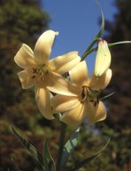 Lilium szovitsianum?