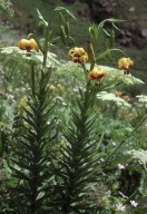 Lilium ponticum