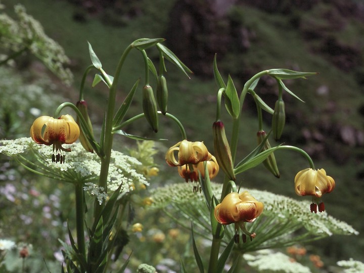 Lilium ponticum