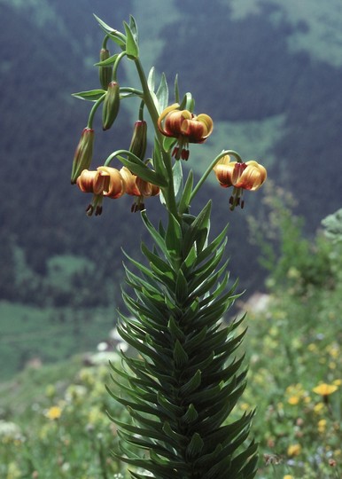 Lilium ponticum