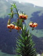 Lilium ponticum