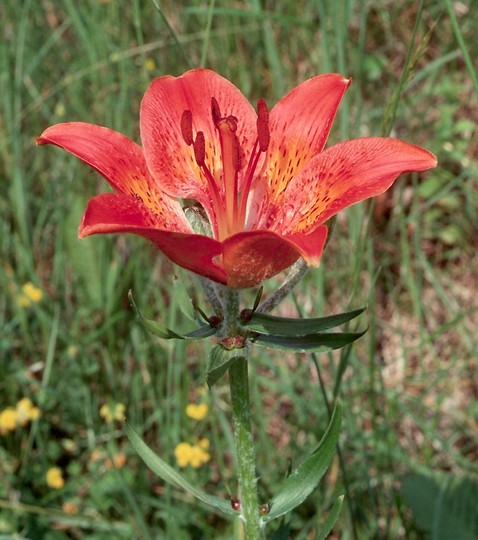 Lilium bulbiferum