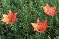 Lilium bulbiferum