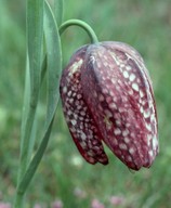 Fritillaria burnati