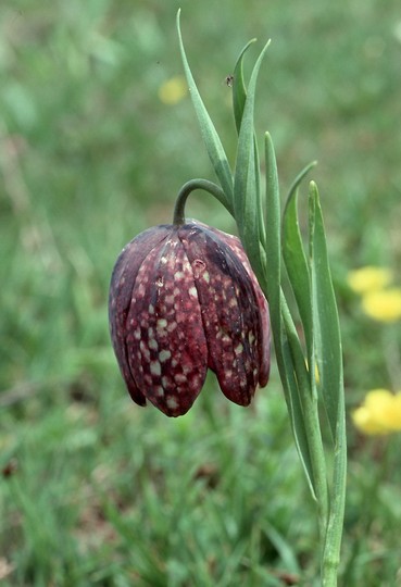 Fritillaria burnati