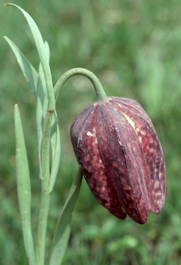 Fritillaria burnati