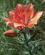 Lilium bulbiferum