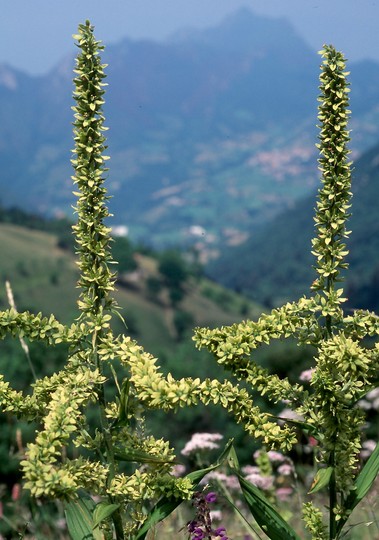 Veratrum album ssp. lobelianum