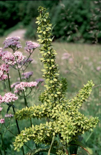 Veratrum album ssp. lobelianum