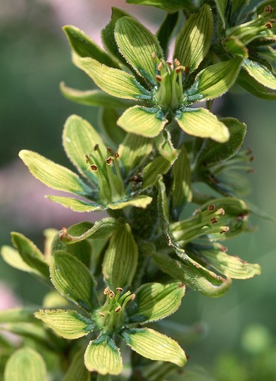 Veratrum album ssp. lobelianum