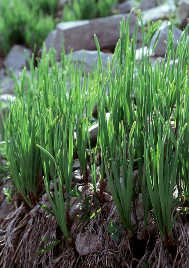 Allium insubricum