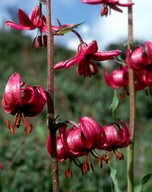 Lilium martagon