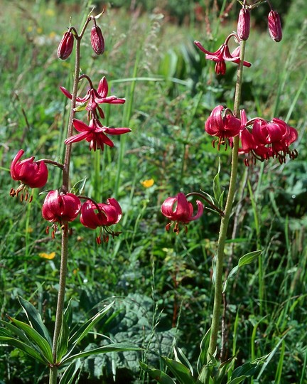 Lilium martagon