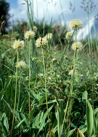 Allium victorialis