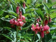 Lilium martagon