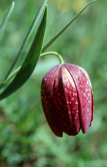 Fritillaria delphinensis