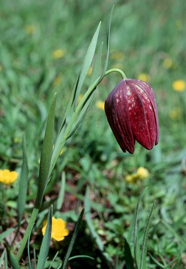 Fritillaria delphinensis