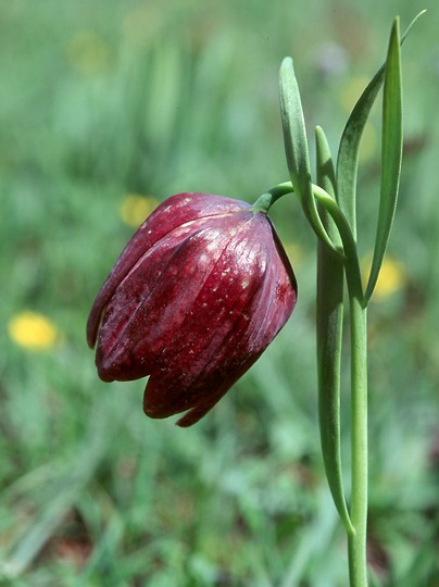 Fritillaria delphinensis