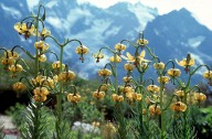 Lilium pyrenaicum