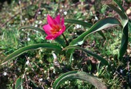 Tulipa bakeri