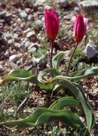 Tulipa bakeri