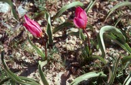 Tulipa bakeri