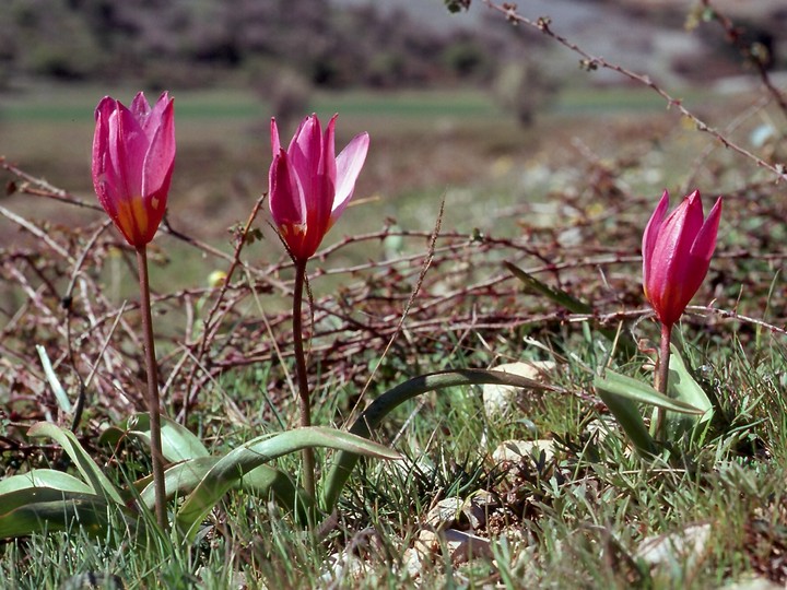 Tulipa bakeri