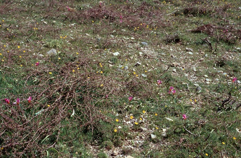 Tulipa bakeri