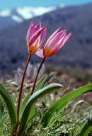 Tulipa bakeri