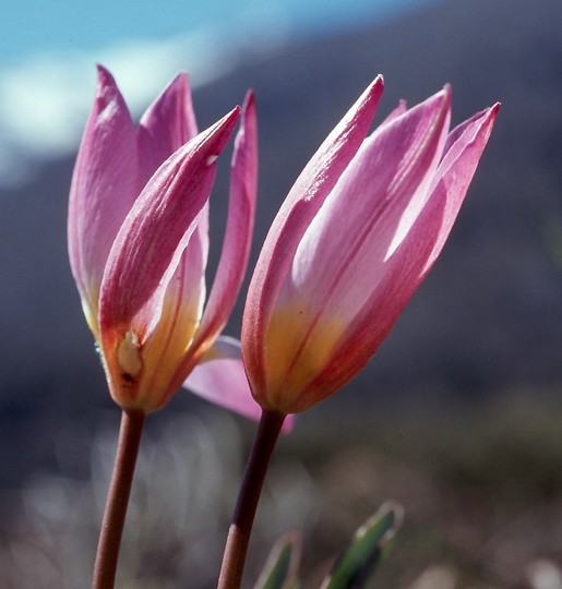 Tulipa bakeri