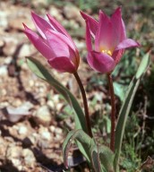 Tulipa bakeri