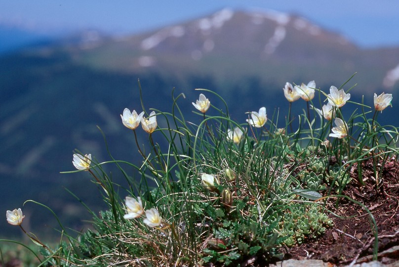 Gagea serotina