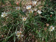 Gagea serotina