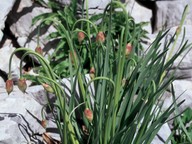 Allium narcissiflorum