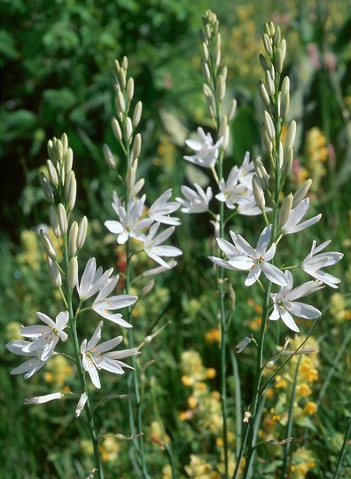 Anthericum liliago