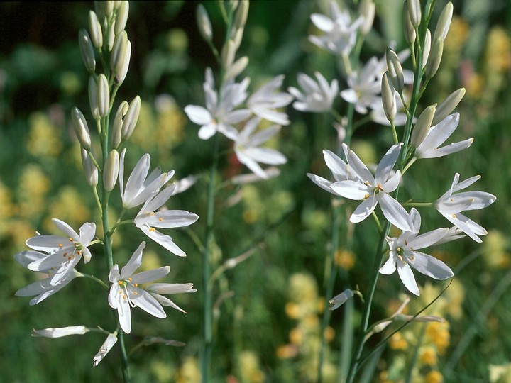 Anthericum liliago