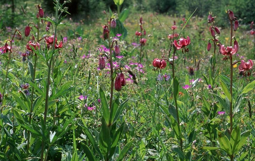 Lilium martagon