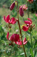 Lilium martagon