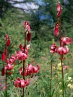 Lilium martagon