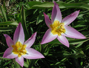 Tulipa bakeri