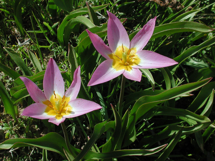 Tulipa bakeri